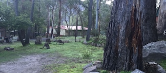 Serene Vista Halls Gap