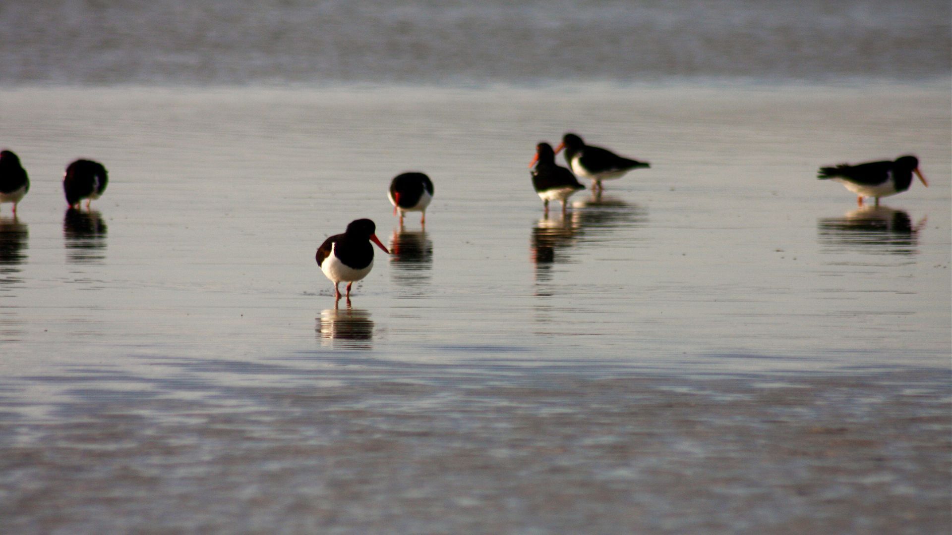 SALTCOTES BEACH HOUSE TASMANIA — image 16