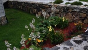 A garden with a stone pathway, various plants, and a small rock feature.