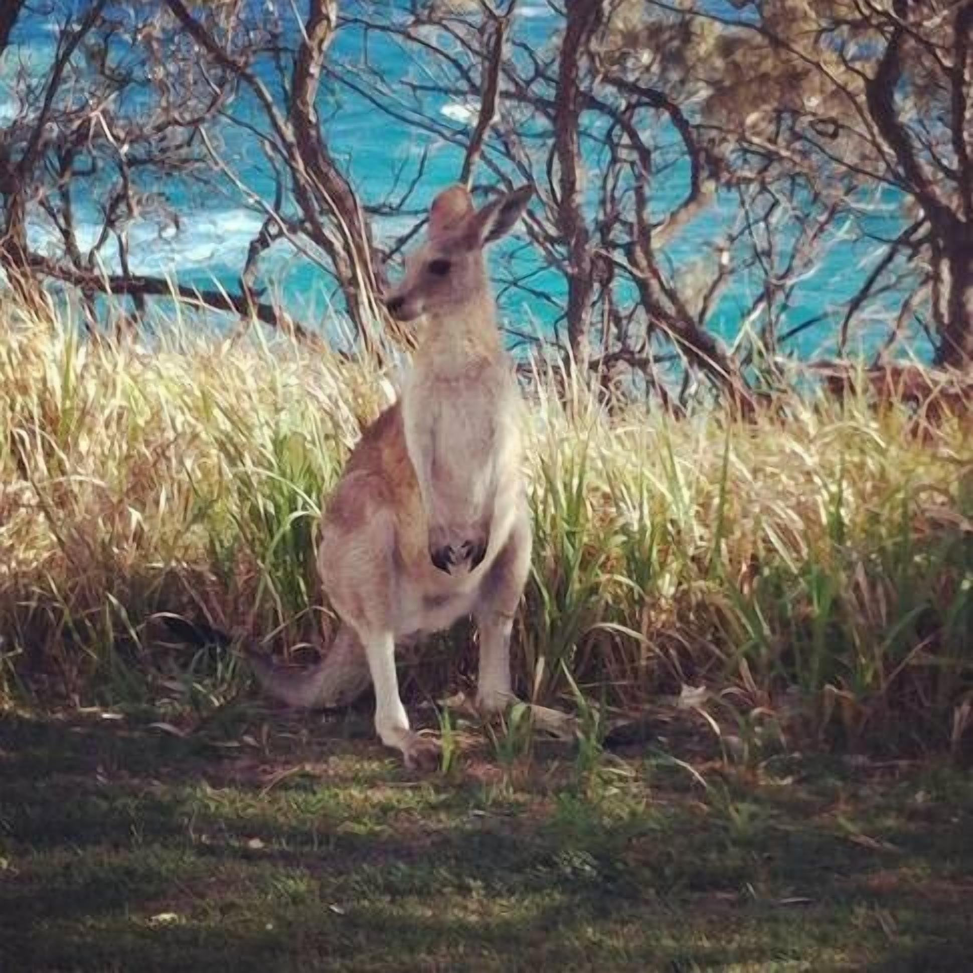 A kangaroo in a grassy area with trees and a blue sky in the background.
