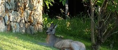 Ein Känguru ruht in einer grasbewachsenen Fläche, im Hintergrund eine Steinmauer und dichtes Grün.