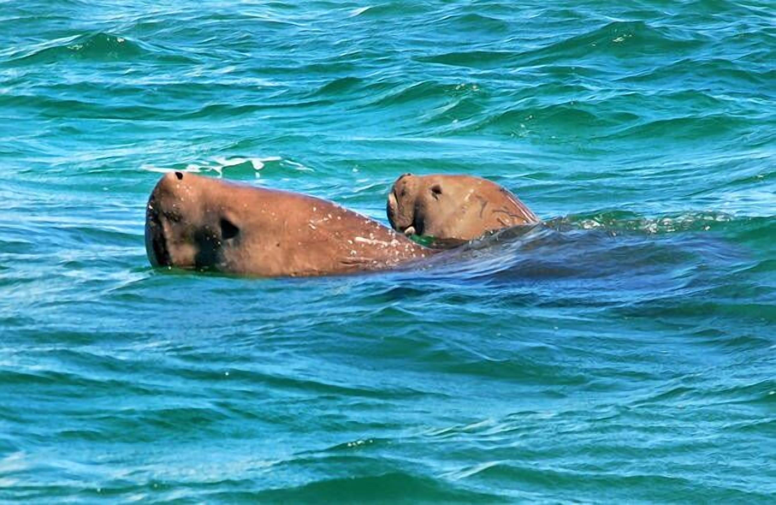 Deux ours nagent dans une eau d’un bleu cristallin.