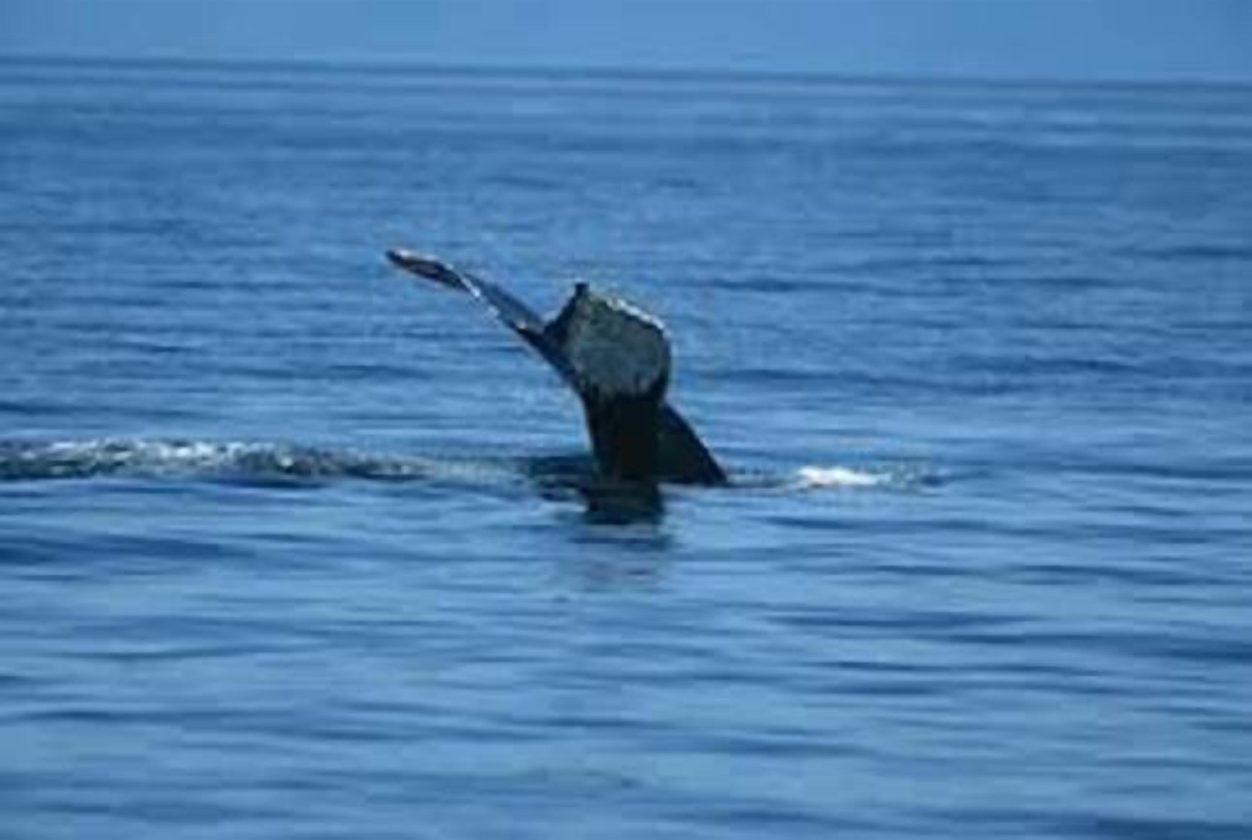 Blue Moon Beach House.  Fabulous views. Free Wifi. Airconditioned bedrooms. — image 25