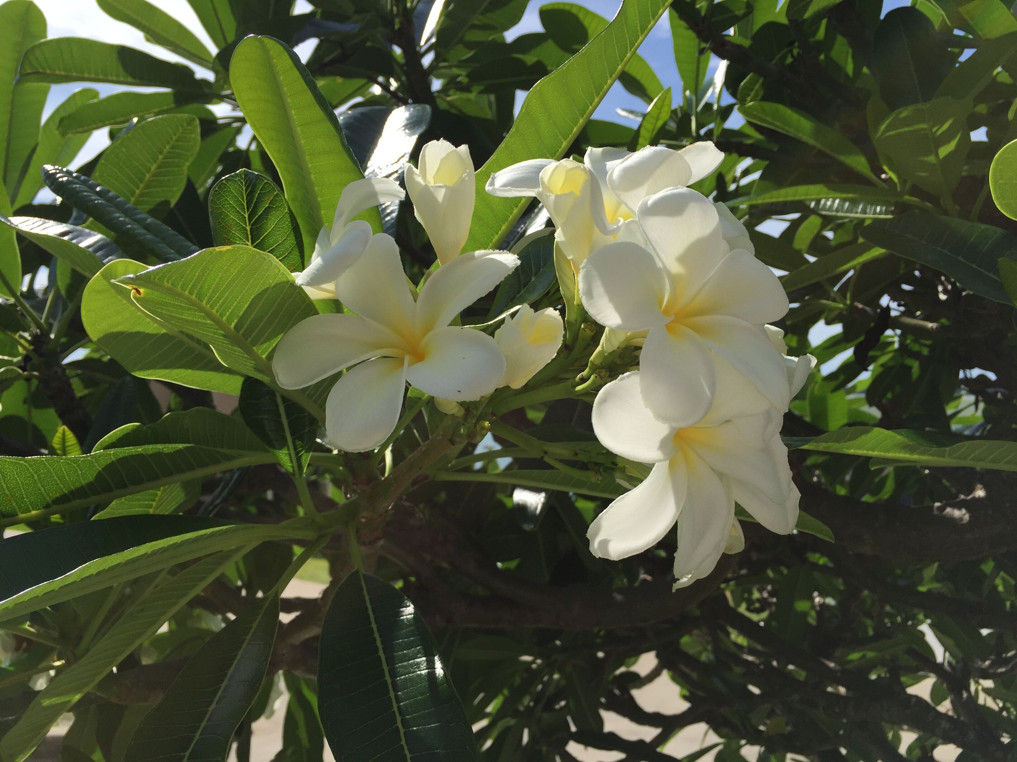 Blue Moon Beach House.  Fabulous views. Free Wifi. Airconditioned bedrooms. — image 27