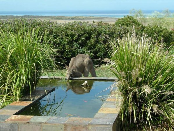 A kangaroo drinking from a water feature surrounded by tall grass and shrubs.