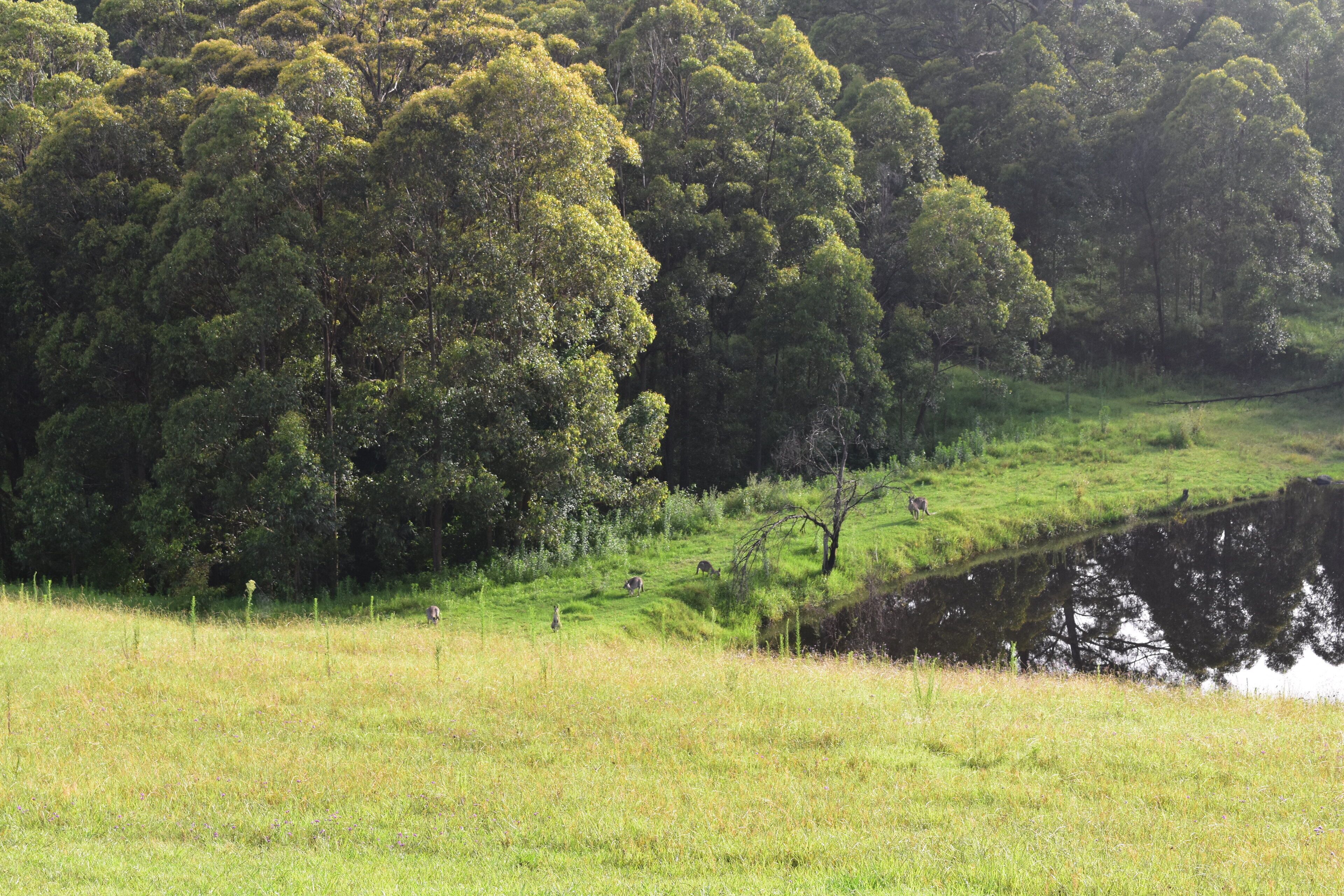 Valley Beyond - Peace and tranquility. PET Friendly. Free Wi Fi — image 20