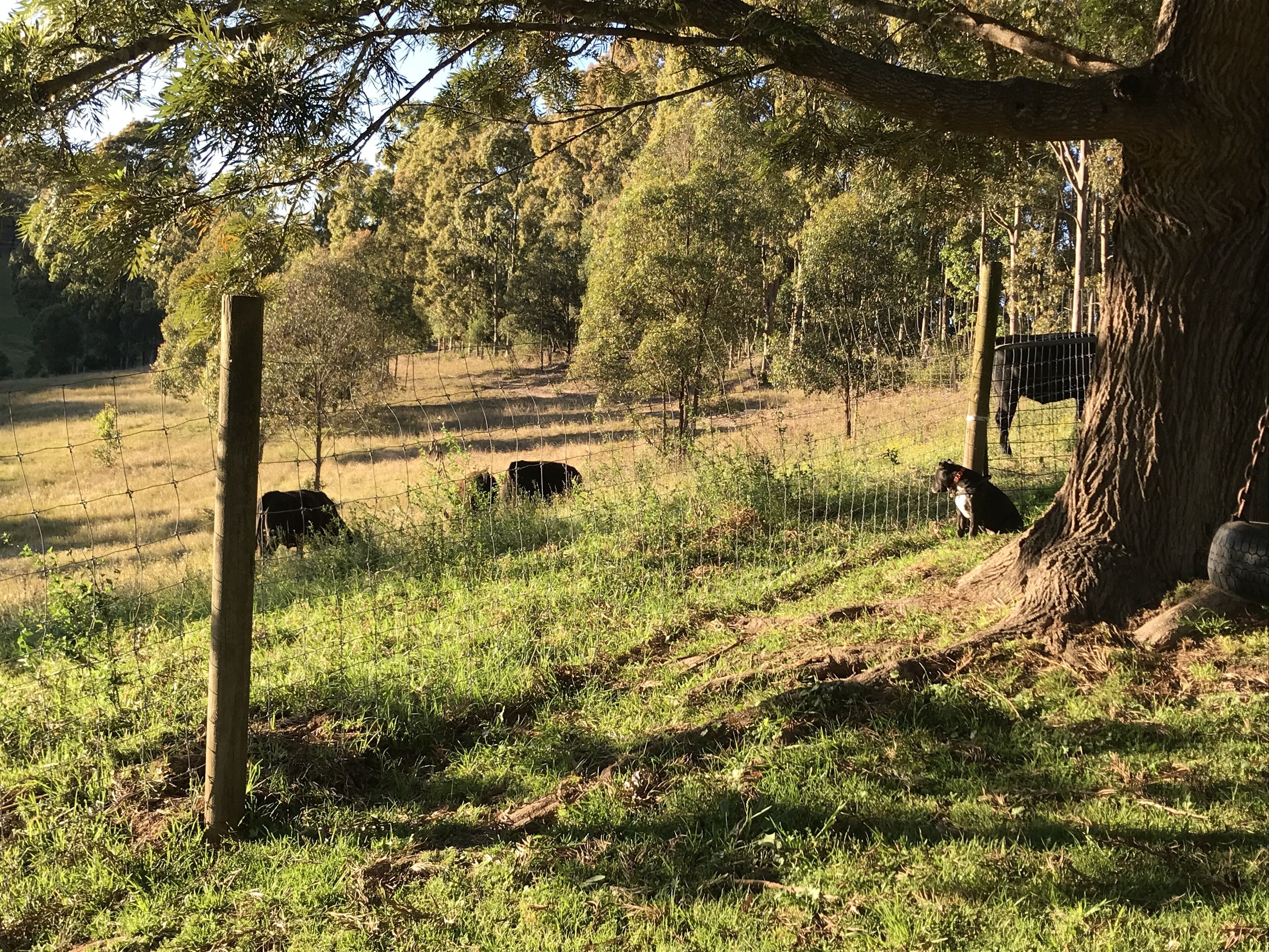 Valley Beyond - Peace and tranquility. PET Friendly. Free Wi Fi — image 16