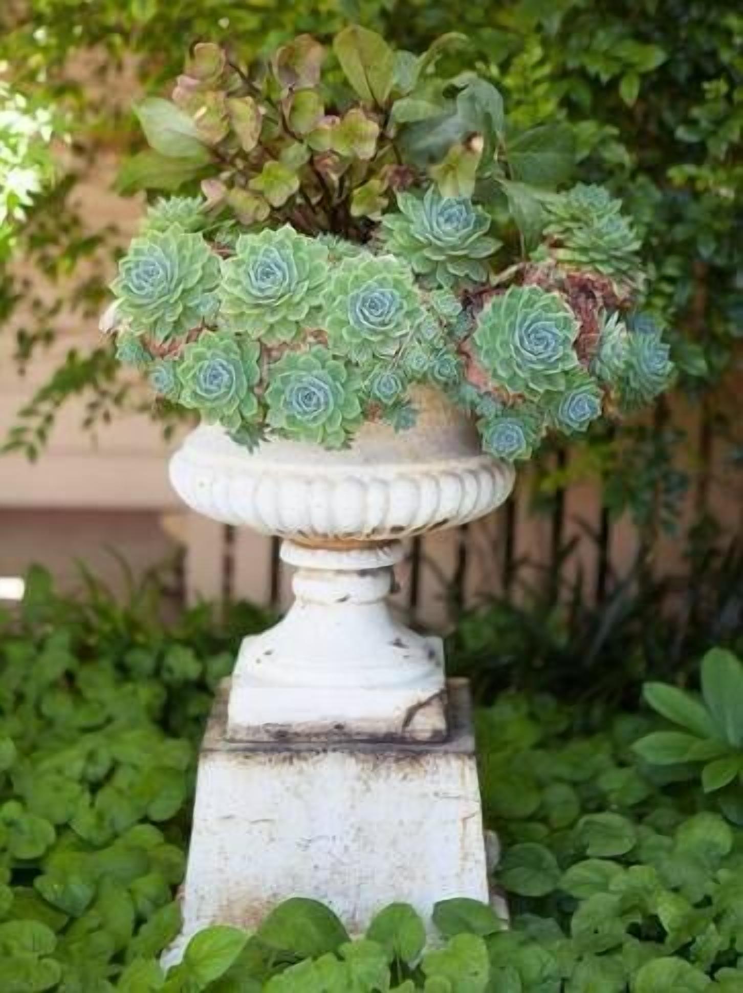 Red Gate Terrace ........... — image 16