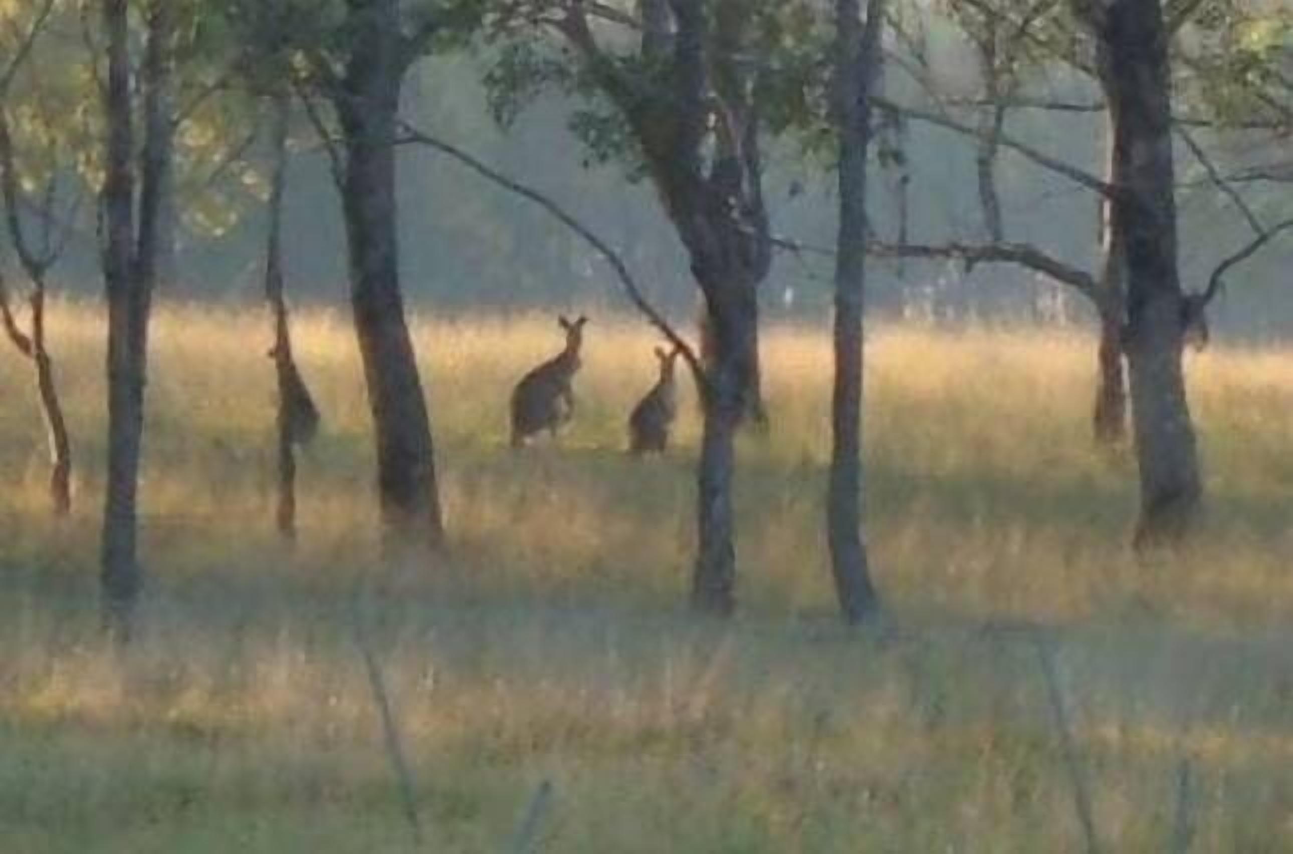 Kookaburra Hideaway Hunter Valley — image 19