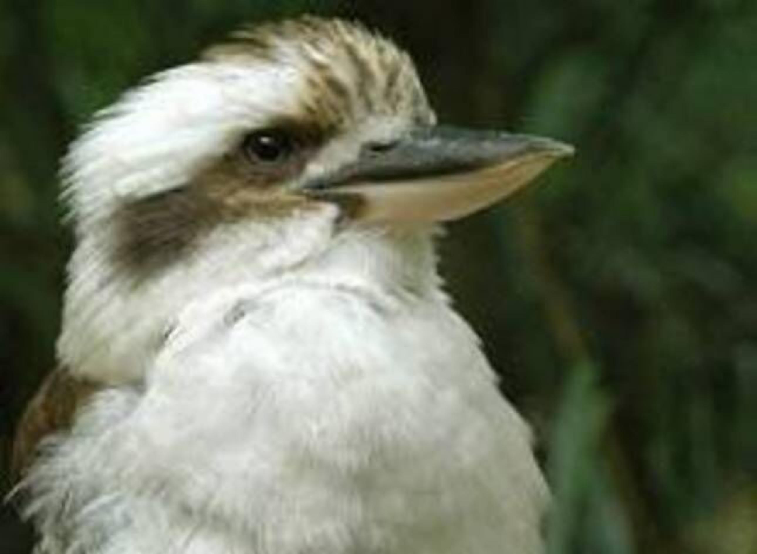 Kookaburra Hideaway Hunter Valley — image 22