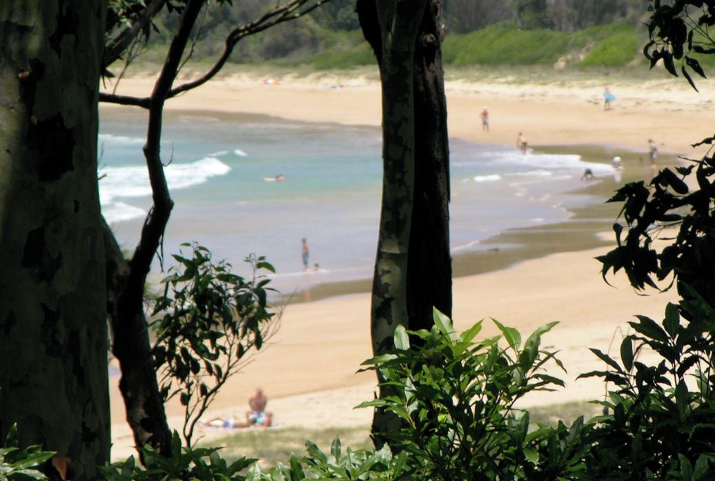 A beach with trees in the foreground and people in the background.