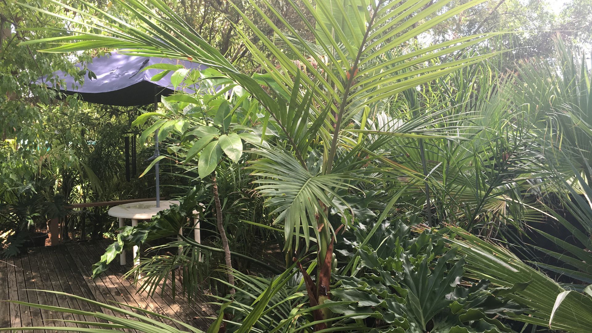 Kentia Palms holiday accommodation — image 22