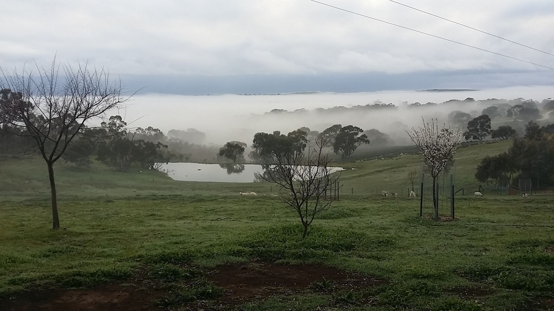 Clare View COTTAGE (pet friendly) Sleep 4 — image 15