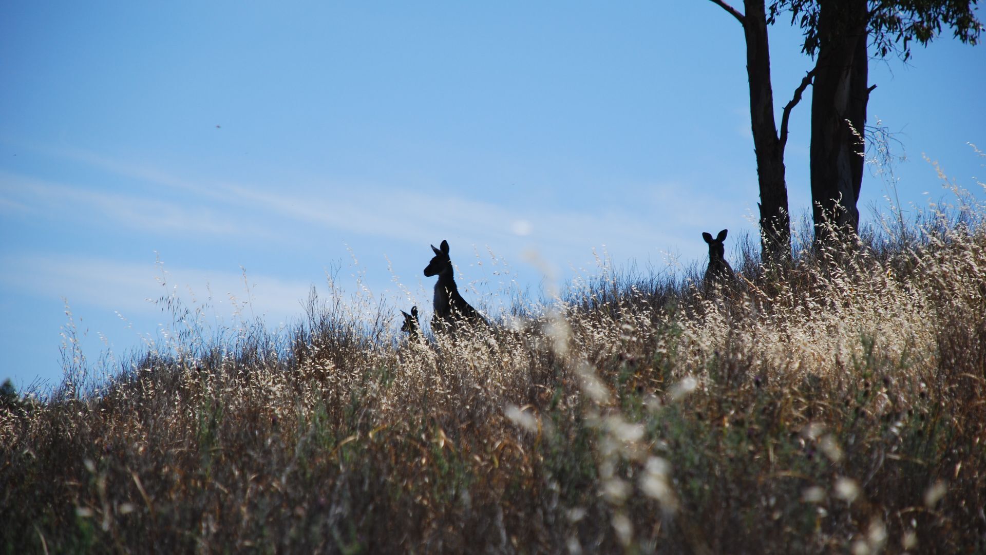 Clare View COTTAGE (pet friendly) Sleep 4 — image 20