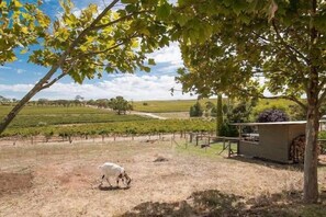 View over our vineyard