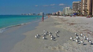 Une plage avec un groupe de mouettes, une personne qui se promène et des bâtiments en arrière-plan.