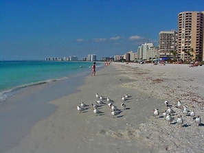 A beach with a group of seagulls, a person walking, and buildings in the background.