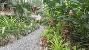 A garden path with various plants and a thatched-roof structure. - Book now!!  Free EGGS!! Also pool, 300m to beach and great gardens! (Playa Chiquita)