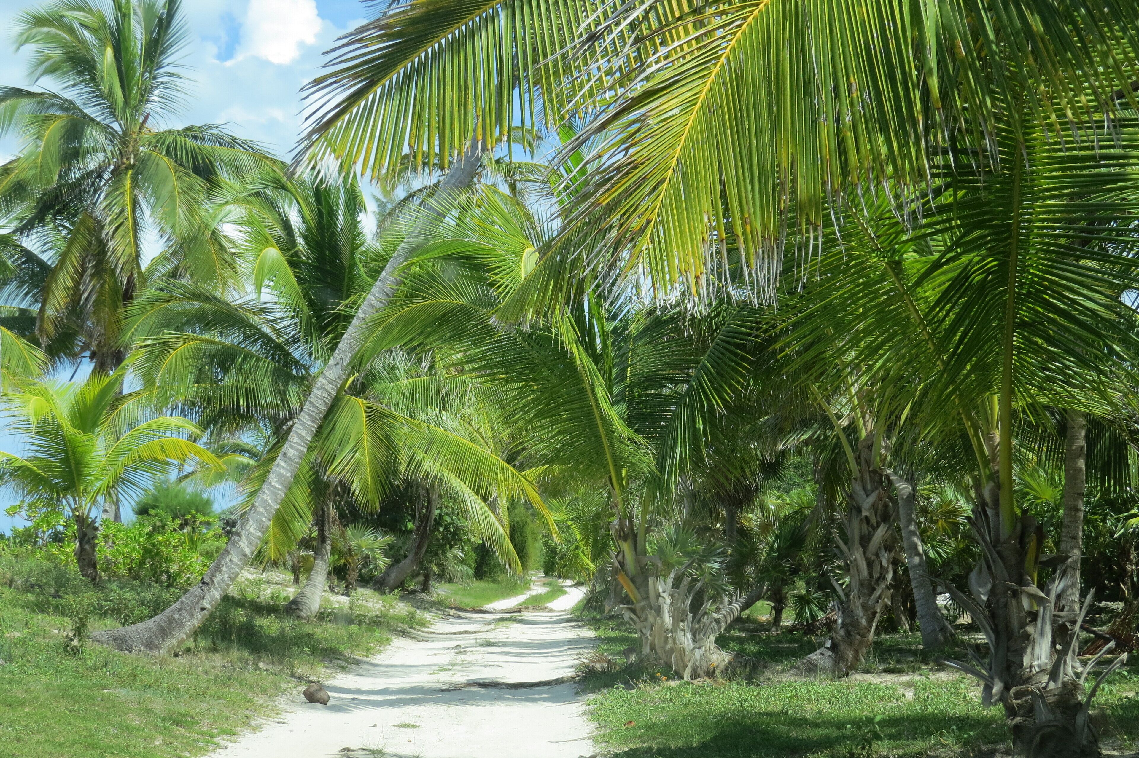 Un sentier bordé de hauts palmiers qui mène à une plage.