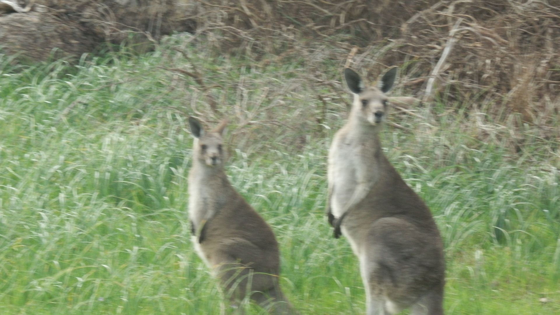 mount charmal cottage. — image 9