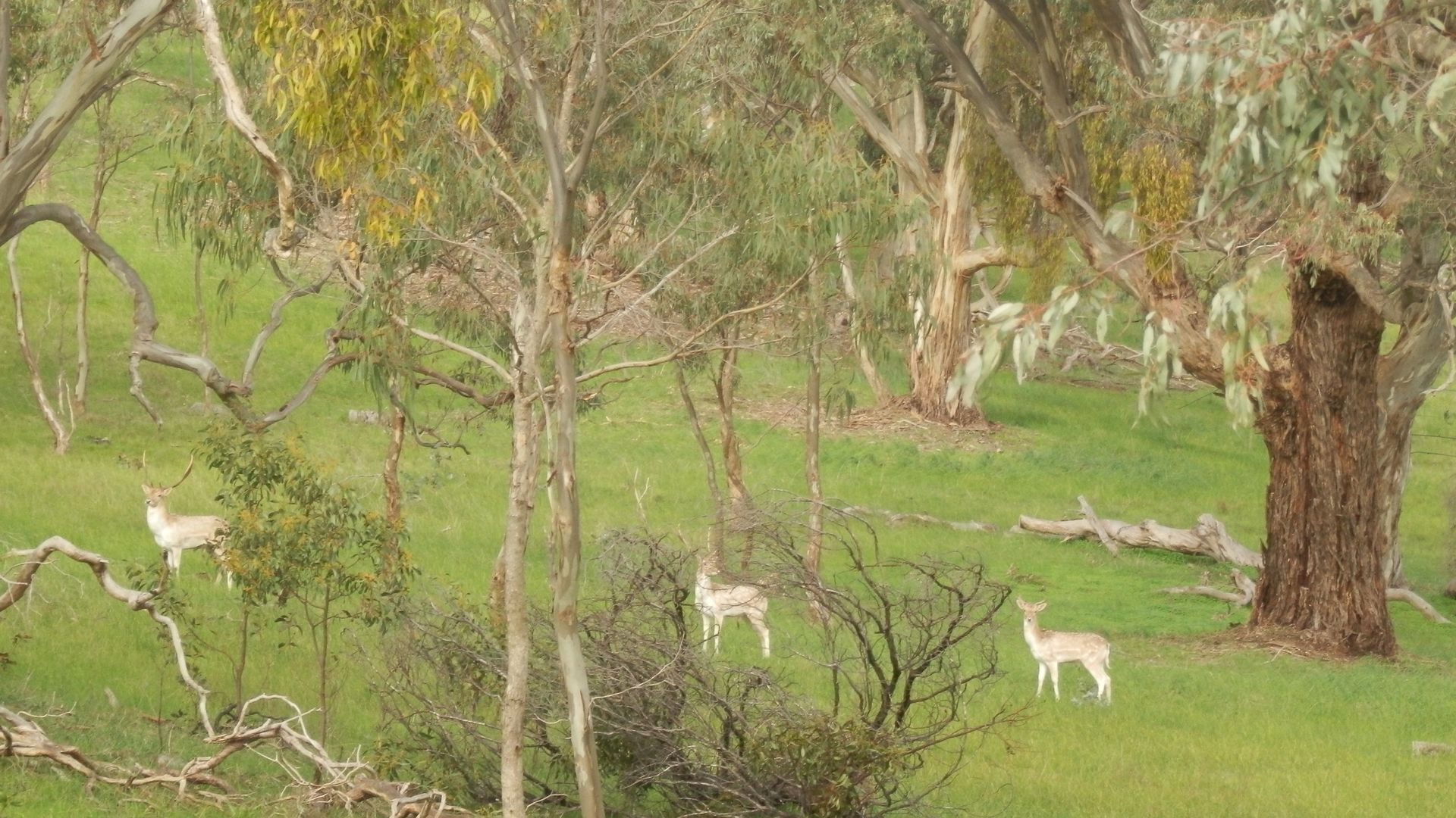 mount charmal cottage. — image 10