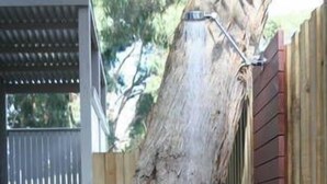 A large tree trunk leaning against a wooden fence in a backyard.