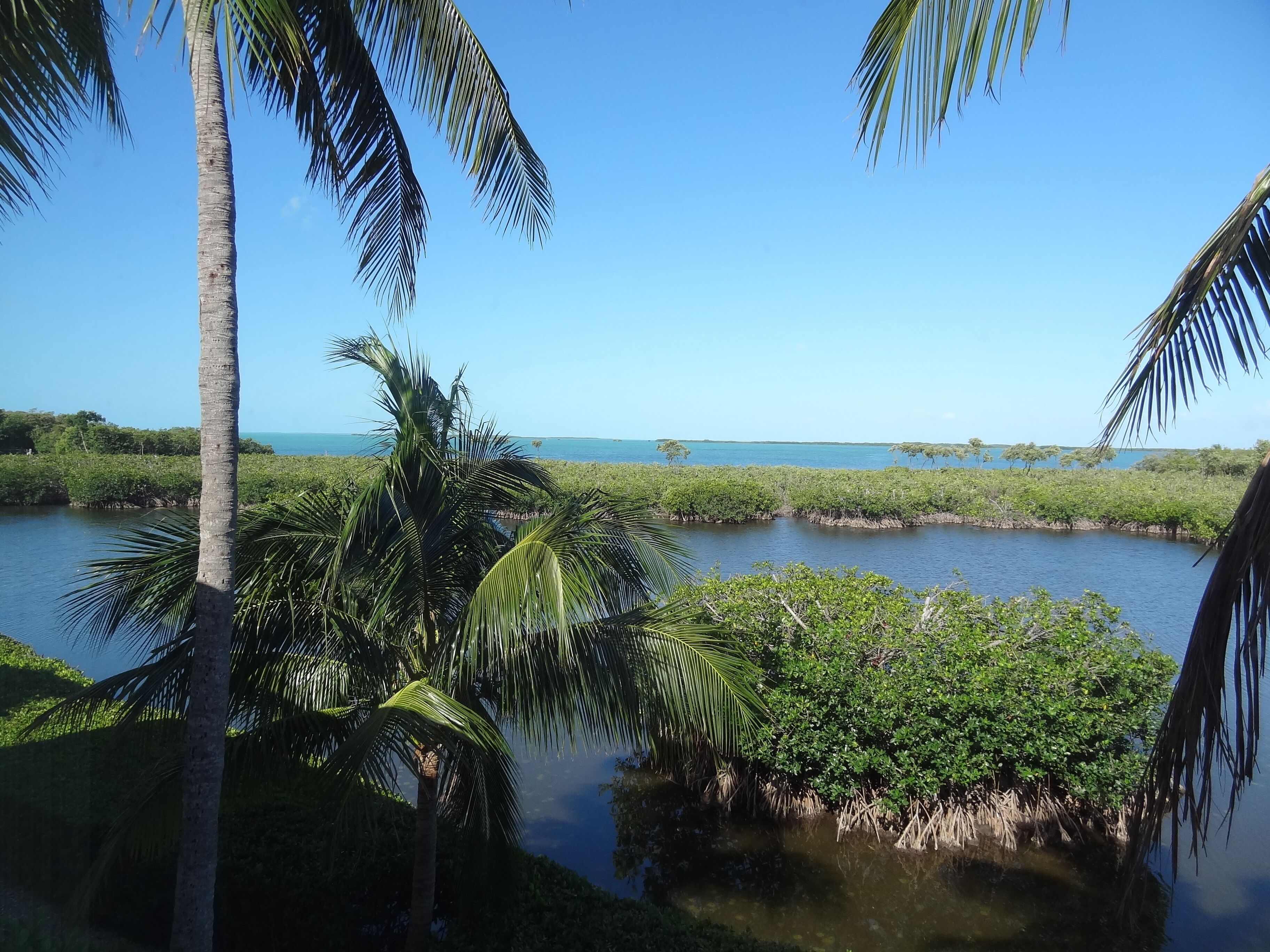 A coastal landscape with palm trees and dense vegetation near a body of water.