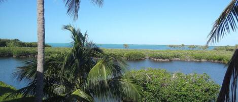 A coastal landscape with palm trees and dense vegetation near a body of water.
