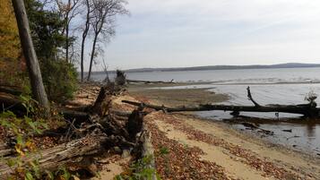 Een strand met omgevallen bomen en bladeren, een zandstrand en een rustig waterlichaam op de achtergrond.