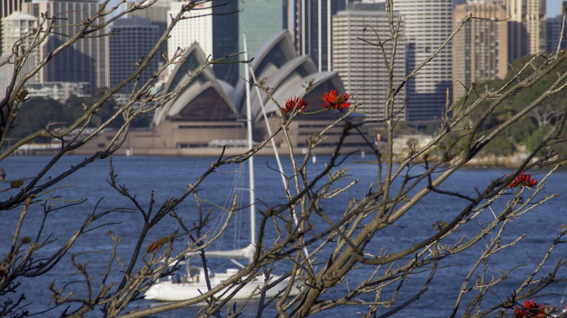 Harbourfront/ Opera House views. — image 9