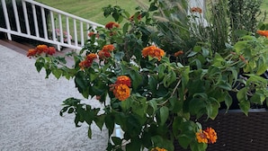 Ein Balkon mit Blick auf einen Steg und Wasser, eine Rasenfläche sowie ein Blumentopf mit Blumen.