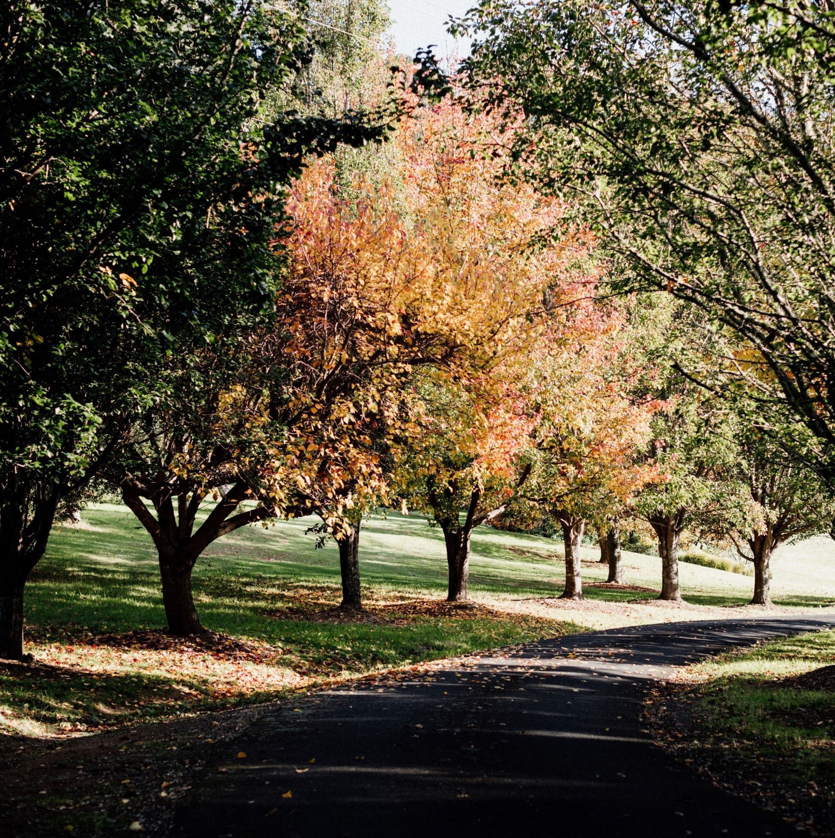A paved pathway flanked by trees with autumn foliage.