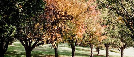 A paved pathway flanked by trees with autumn foliage.
