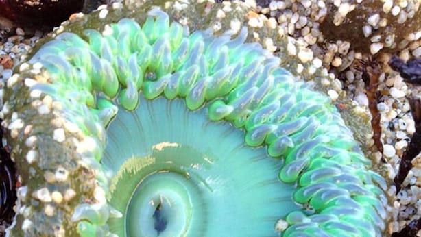 Eine Nahaufnahme einer grünen Seeanemone mit einem zentralen Mund, umgeben von Tentakeln, vor dem Hintergrund kleiner Kieselsteine und Seetang.
