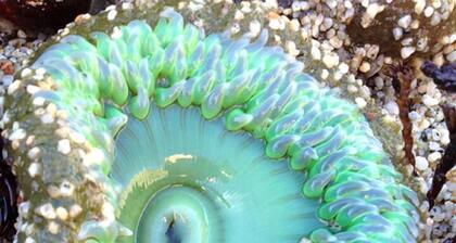 Impresionantes vistas de la costa de CA | Casa bellamente remodelada