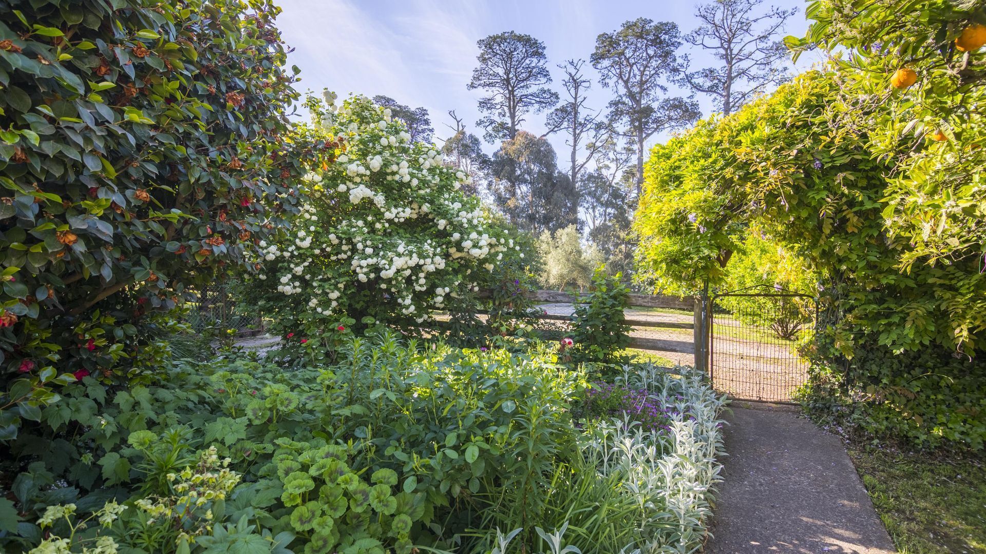 Yarra Valley Strawberry Farms — image 21