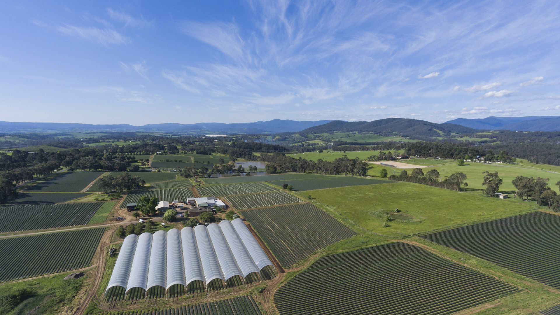 Yarra Valley Strawberry Farms — image 25