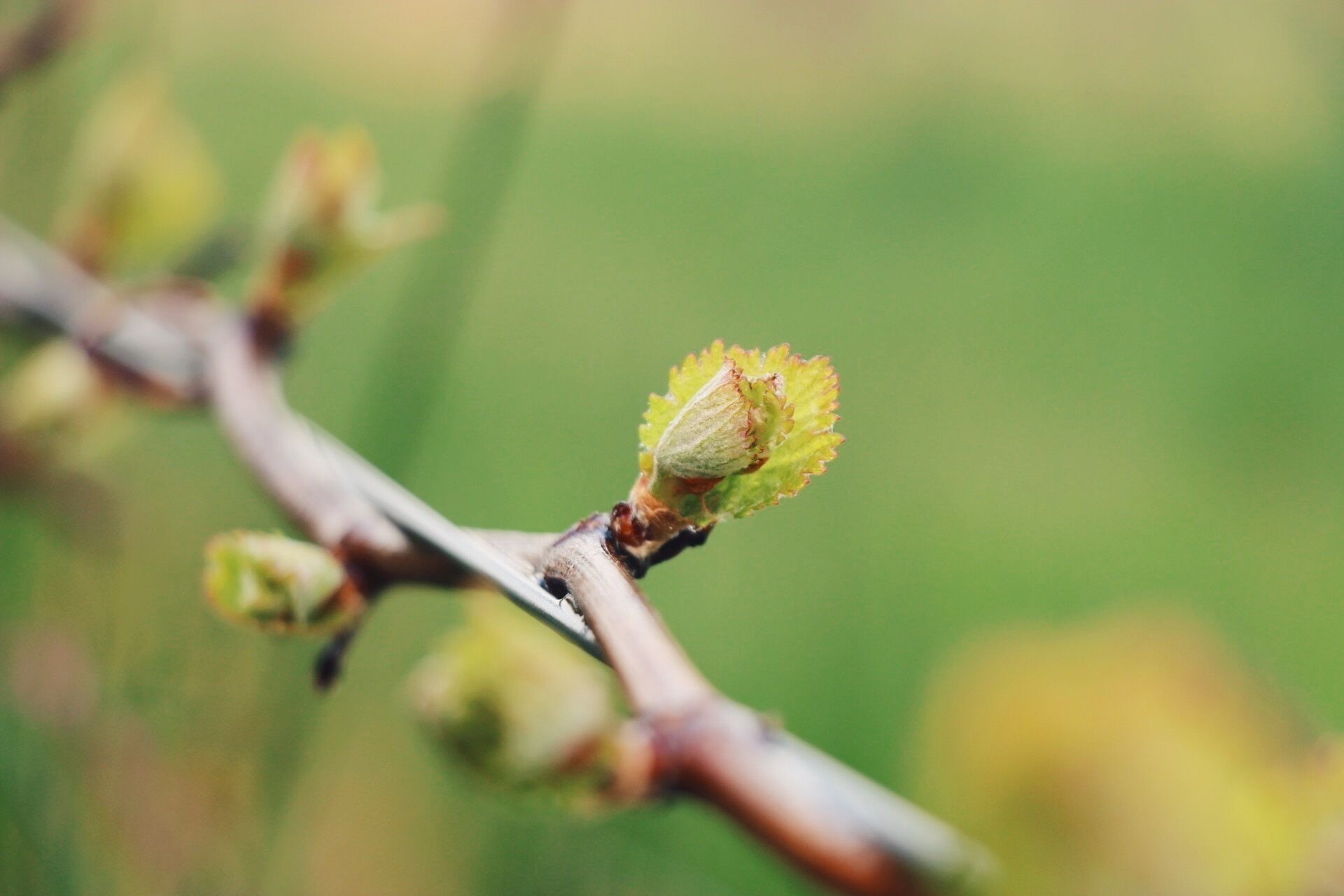 Lost in the Vines. Vineyard Escape. — image 5