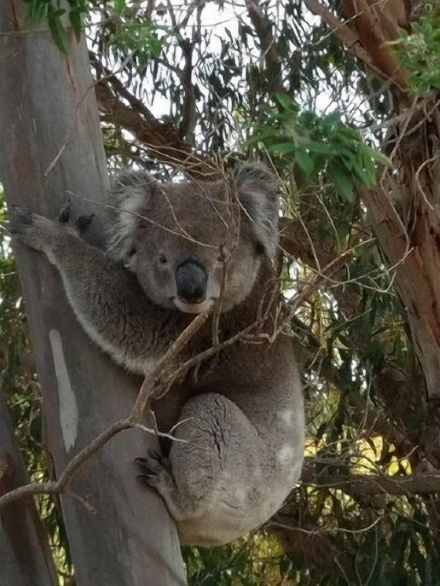 Lost in the Vines. Vineyard Escape. — image 28