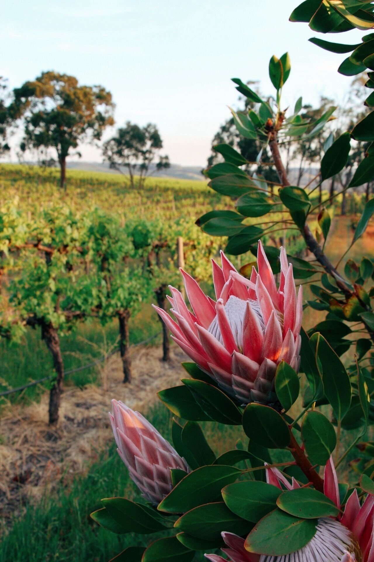 Lost in the Vines. Vineyard Escape. — image 21