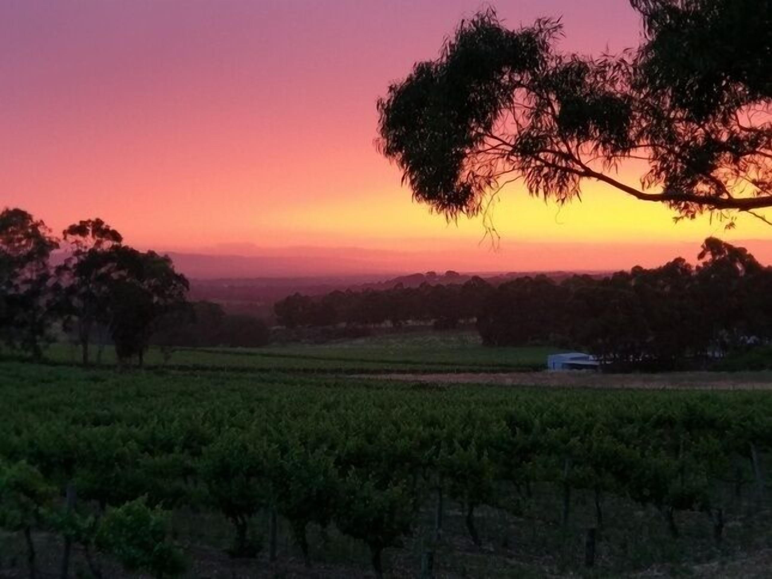 Lost in the Vines. Vineyard Escape. — image 27