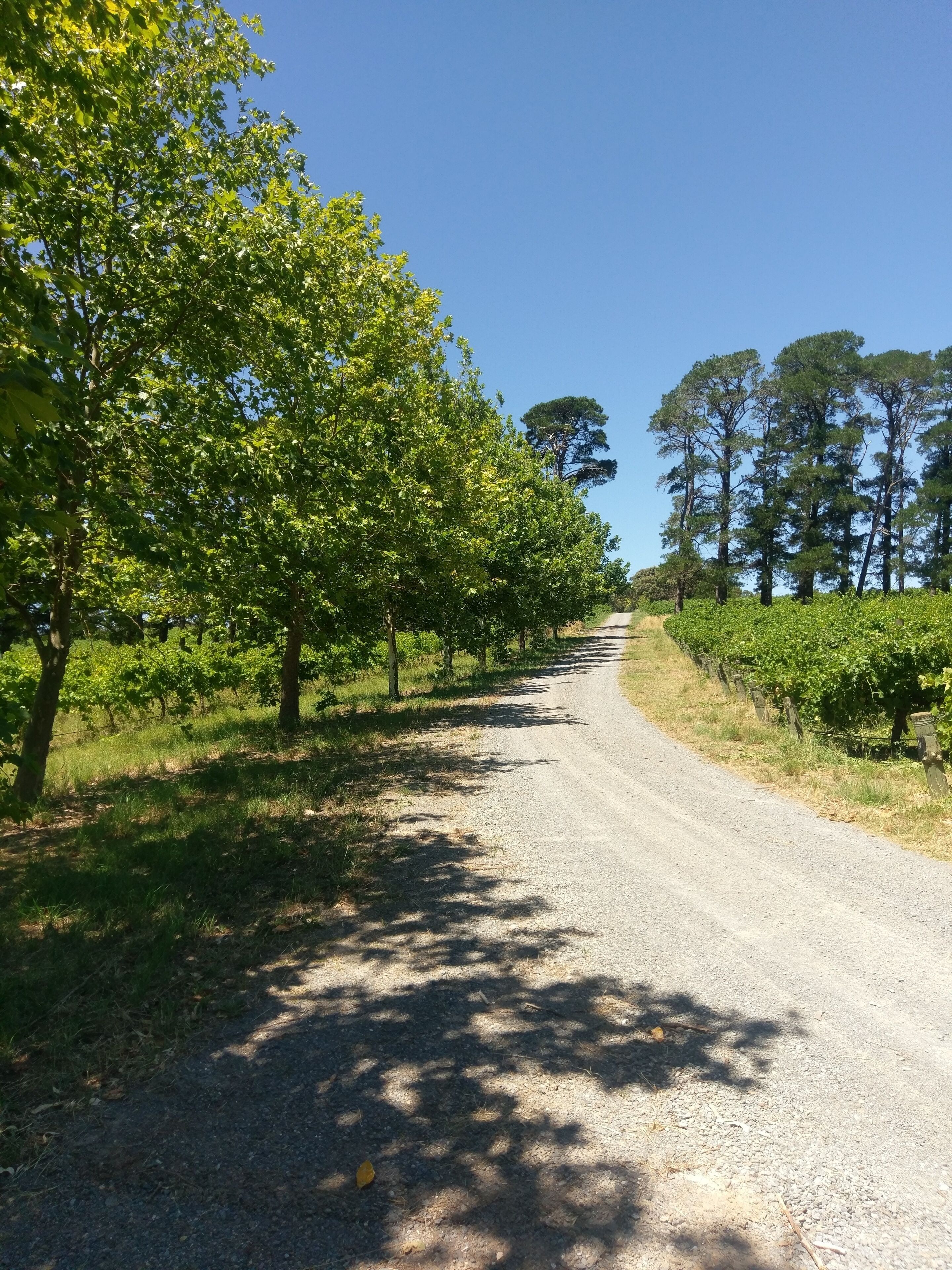 Lost in the Vines. Vineyard Escape. — image 24