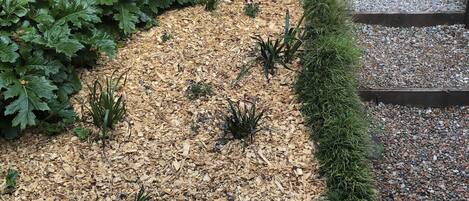 Ein Gartenbereich mit Mulch, Pflanzen und einem Holzweg.