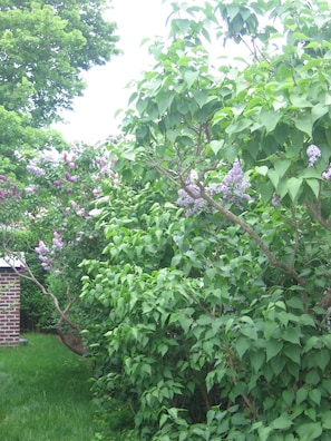 Stroll through the serene garden, surrounded by lush trees and shrubs.