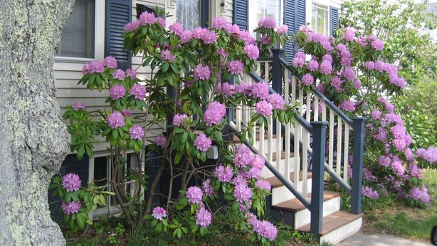 Ein Haus mit Veranda, Treppe und einem Baum mit violetten Blüten.