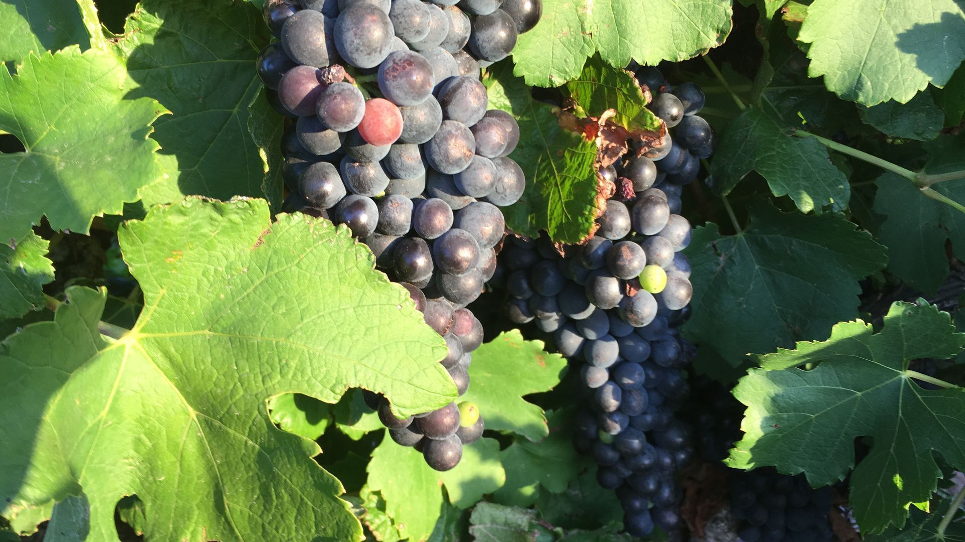 Bluebird Cottage Barossa escape — image 22