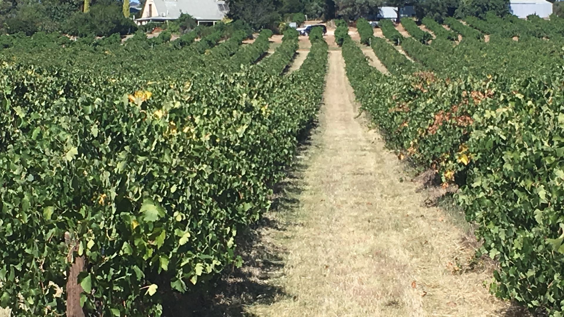 Bluebird Cottage Barossa escape — image 23