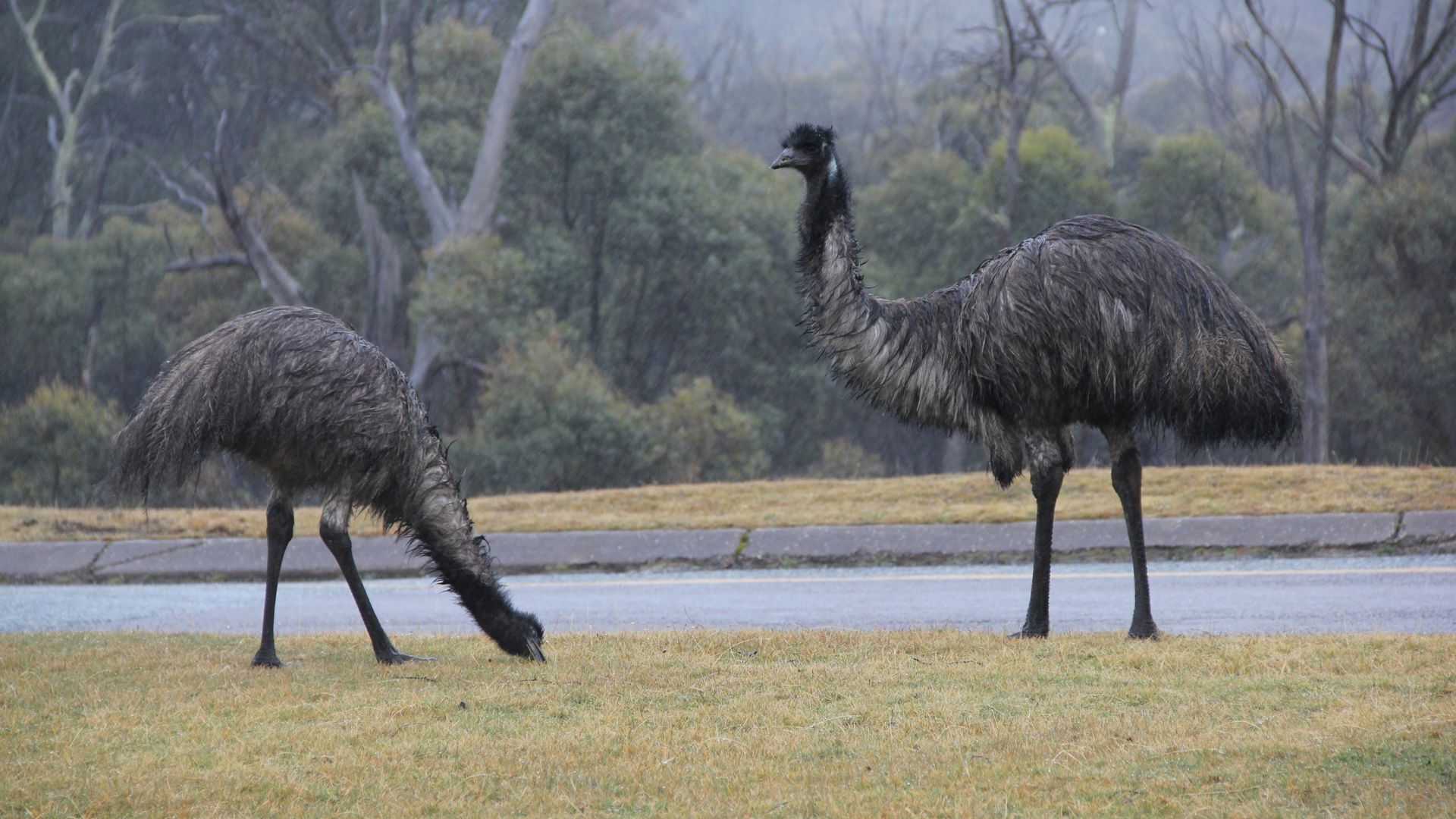 ☃️ANGALA 3 THREDBO CLOSEST APARTMENT TO LIFTS — image 18