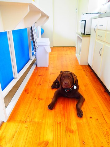 Jaxx in the kitchen area.