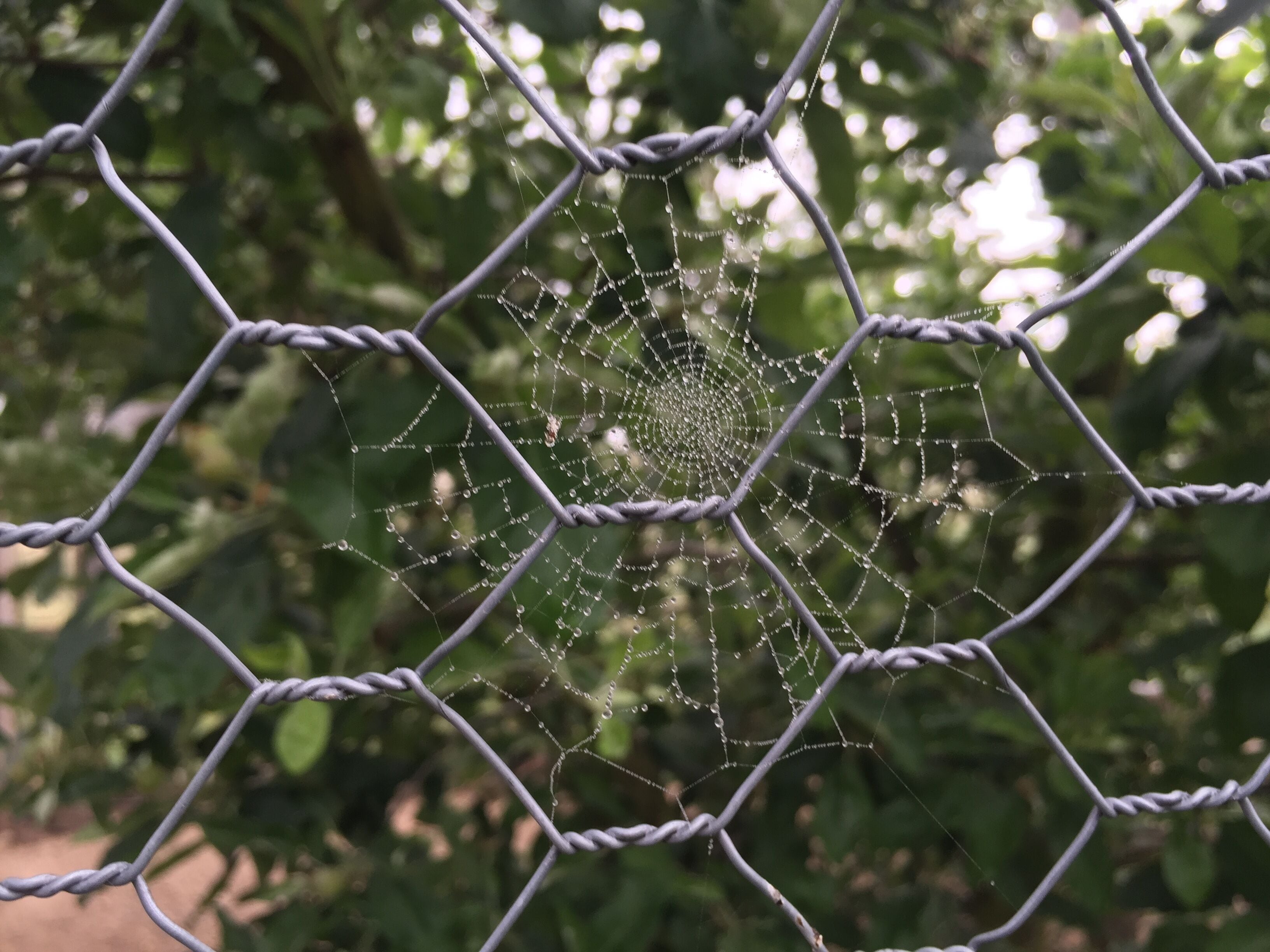 Ein Spinnennetz mit Tautropfen, umgeben von einem Maschendrahtzaun.